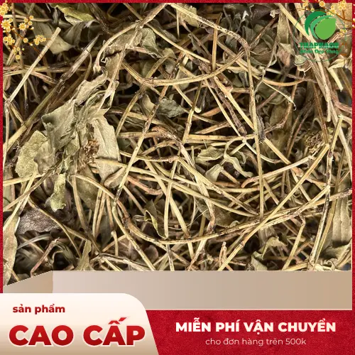 Công dụng của Sài đất đối với sức khỏe