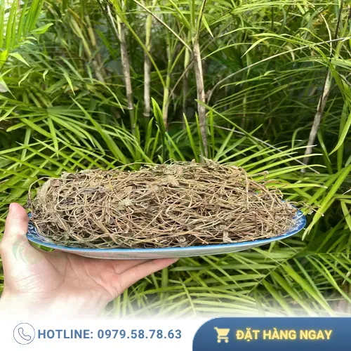 Sài đất khô Thaphaco chất lượng cao