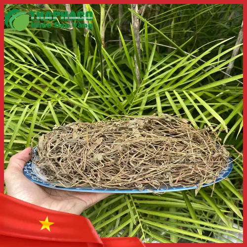 Sản phẩm sài đất khô đảm bảo chất lượng