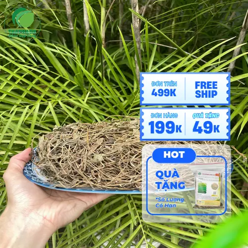 Sài đất sấy khô chất lượng cao của THAPHACO