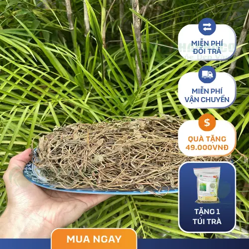 Sài Đất sấy khô đóng gói cẩn thận của Thapaco