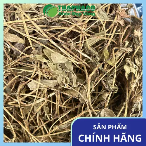 Cách bảo quản Sài đất khô để giữ dược tính