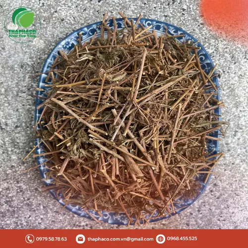 Cây xấu hổ tươi - Hình ảnh thực tế từ vùng trồng thảo dược chất lượng của THAPHACO.
