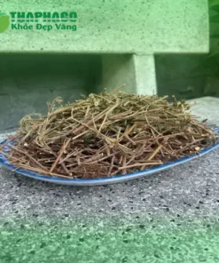 Địa chỉ bán cây xấu hổ khô tại TP.HCM: Đánh giá THAPHACO