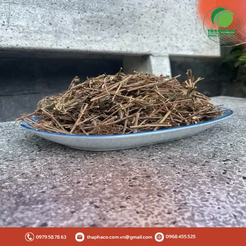Cây xấu hổ khô Thaphaco chất lượng cao, chuẩn sạch