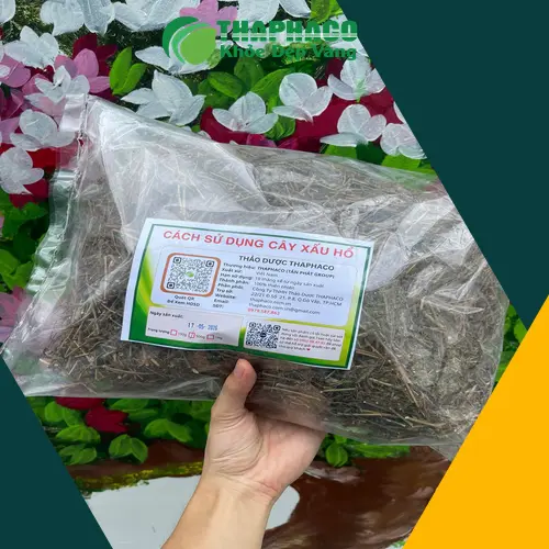 Cây xấu hổ tươi và các bộ phận được sử dụng trong dược liệu