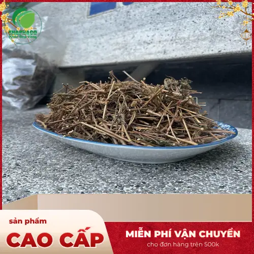 Cây xấu hổ sấy khô nguyên cành, lá tại THAPHACO