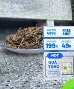 Cây Xấu Hổ Khô: Mua Ở Đâu Uy Tín Tại TP.HCM?