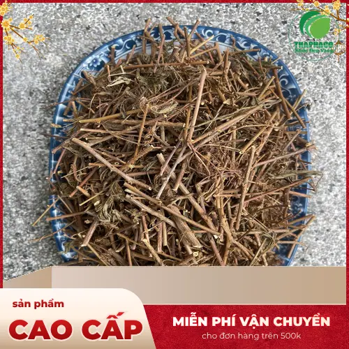 Hình ảnh cây xấu hổ còn tươi xanh trong tự nhiên