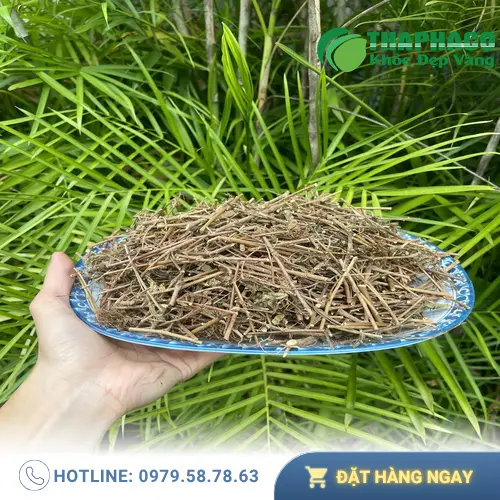 Quy trình kiểm định chất lượng cây xấu hổ khô tại Thaphaco