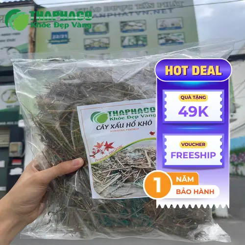 Cận cảnh cây xấu hổ khô chất lượng cao từ THAPHACO, sẵn sàng cho những tách trà ngon.