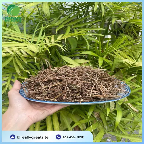 Cây xấu hổ đã được đóng gói cẩn thận, chuẩn bị giao hàng
