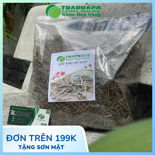 Cận cảnh cây xấu hổ khô Thaphaco chất lượng cao