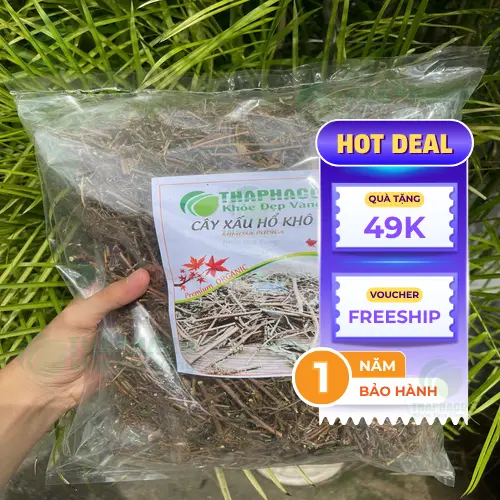 Cận cảnh các bộ phận của cây xấu hổ khô đã được cắt nhỏ