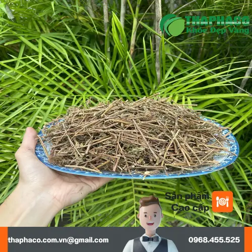 Một tách trà cây xấu hổ ấm nóng, giải pháp tự nhiên cho giấc ngủ ngon mỗi đêm.