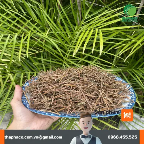 Quy trình đóng gói cây xấu hổ sấy khô chuyên nghiệp