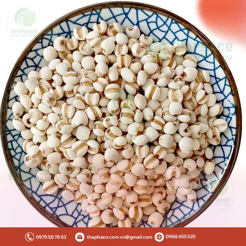 Hình ảnh tổng quan về hạt ý dĩ khô chất lượng cao của Thapaco