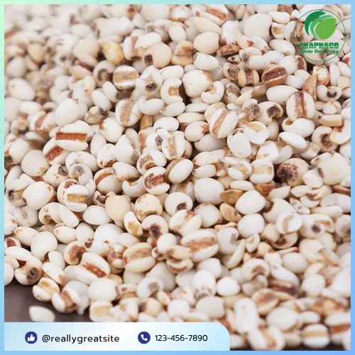 Dược sĩ THAPHACO giới thiệu hạt ý dĩ khô chất lượng