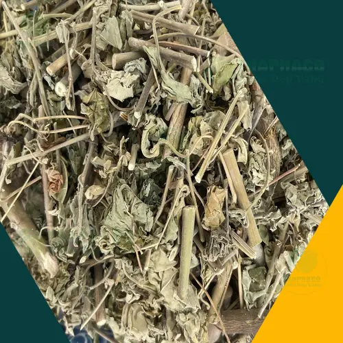 Hình ảnh chi tiết lá cây cối xay tươi và khô dùng trong y học