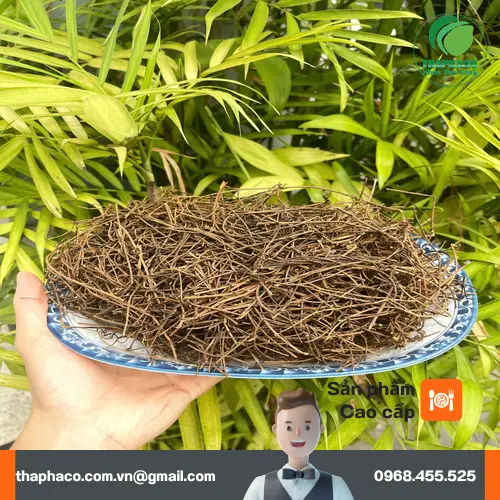 Dây tơ hồng khô THAPHACO