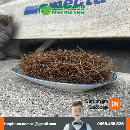 Dược sĩ THAPHACO hướng dẫn bảo quản dây tơ hồng
