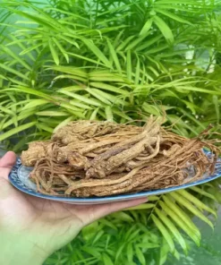 Mua Đương Quy Ở Đâu Uy Tín Tại TPHCM? THAPHACO Giải Đáp