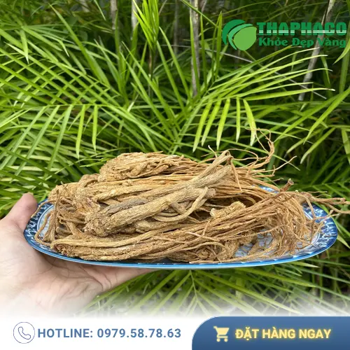 Đương Quy khô nguyên chất của THAPHACO