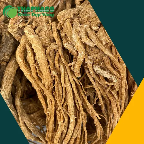 Công dụng đa dạng của Đương Quy với sức khỏe