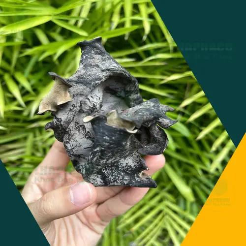 Đặc điểm nhận biết mộc nhĩ khô và tươi