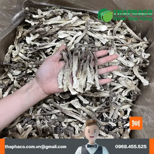 Nấm lộc nhung tươi và khô