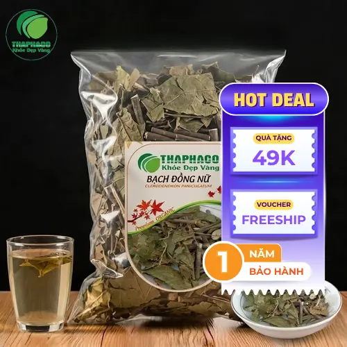 Hình ảnh cây Bạch Đồng Nữ tươi