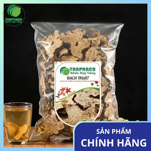 Hình ảnh thân rễ Bạch Truật khô, củ tròn và màu vàng nhạt