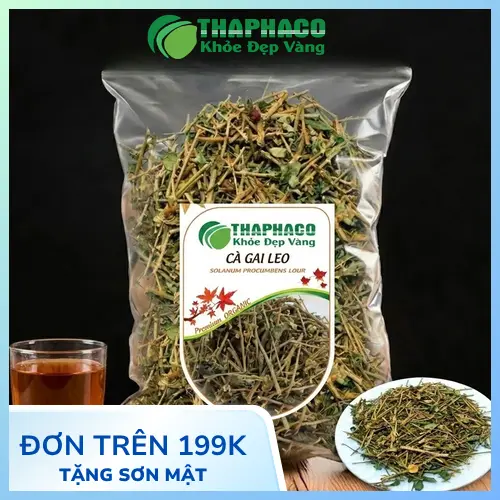 Cây cà gai leo tươi với thân gai và lá
