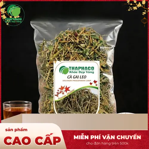 Vùng trồng cà gai leo đạt chuẩn tại THAPHACO