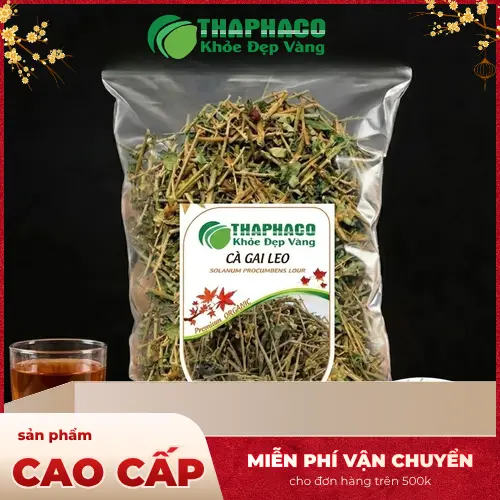 Hình ảnh cây cà gai leo với đặc điểm thân, lá, gai rõ ràng