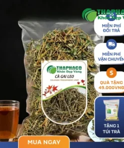 Địa Chỉ Bán Cà Gai Leo Sấy Khô Tại TP.HCM - THAPHACO