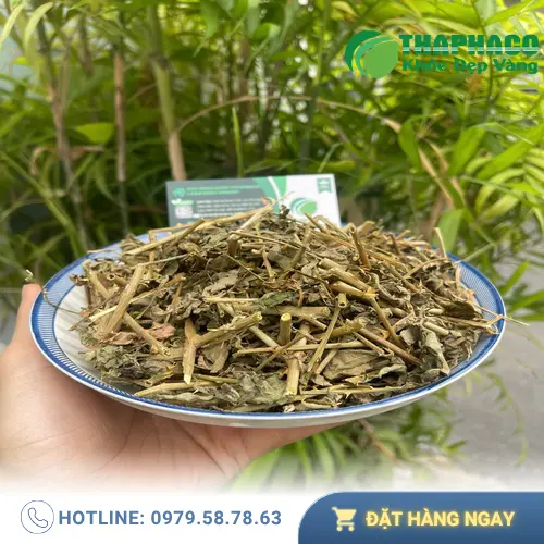 Cây cà gai leo tươi có lá xanh đậm, thân có gai
