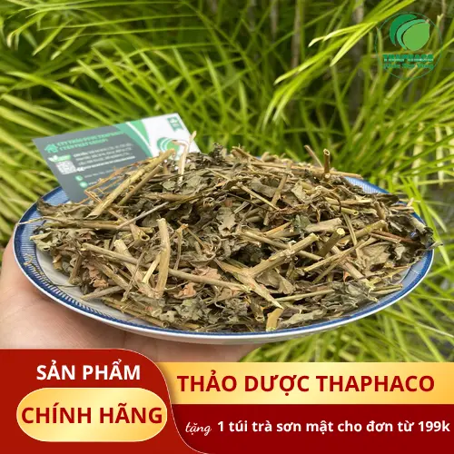 Quy trình sơ chế cà gai leo sạch tại THAPHACO
