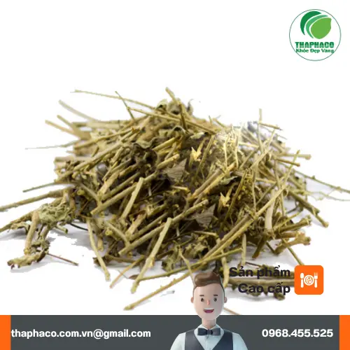 Hình ảnh các công dụng hỗ trợ sức khỏe của cà gai leo