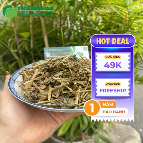 Đặc điểm nhận dạng Cà Gai Leo