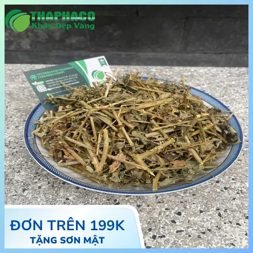 Cà gai leo sấy khô bằng công nghệ hiện đại