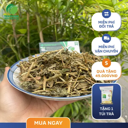 Hình ảnh cà gai leo khô đã được sơ chế và bảo quản