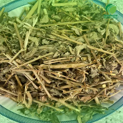 Cà Gai Leo hỗ trợ chức năng gan