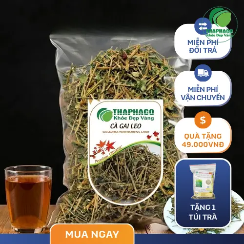 Lưu ý khi sử dụng cà gai leo hỗ trợ men gan cao