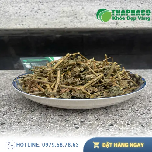 Thời điểm uống cà gai leo cho người đau dạ dày