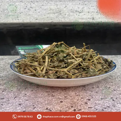 Hướng dẫn sử dụng Cà Gai Leo