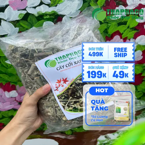 Công dụng hỗ trợ của cây cối xay khô