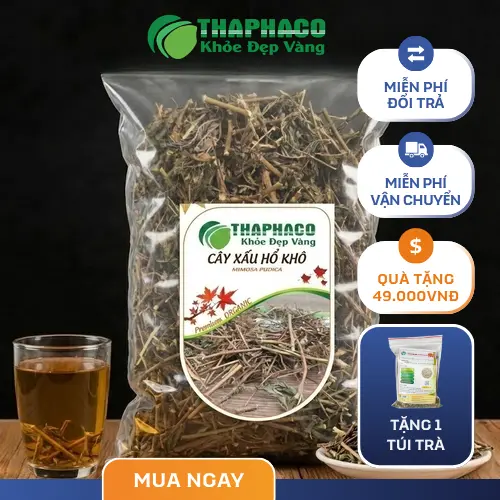Cây xấu hổ (trinh nữ) với đặc điểm lá cụp khi chạm vào