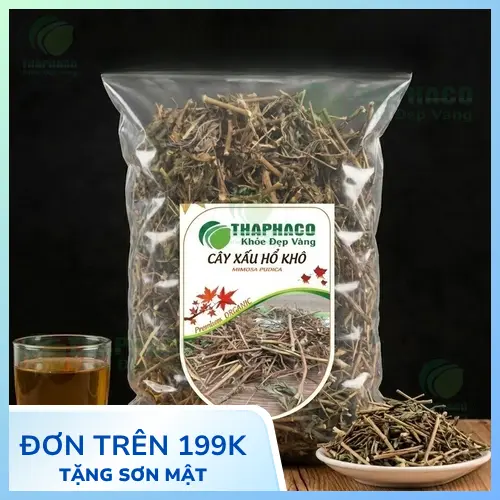 Cây xấu hổ mọc tự nhiên với đặc điểm lá và hoa dễ nhận biết