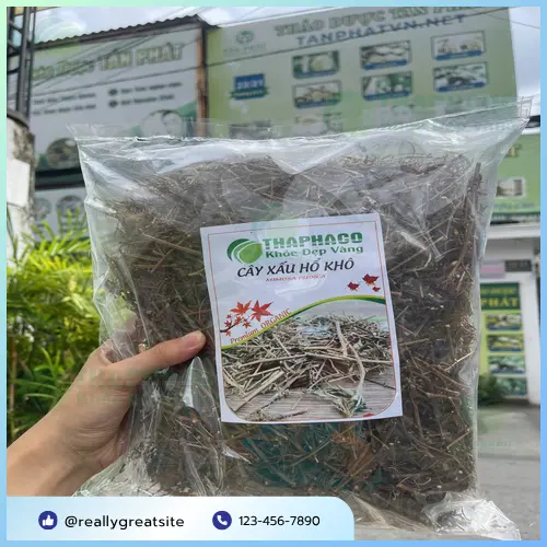 Cách dùng cây xấu hổ khô an toàn
